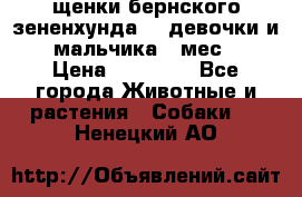 щенки бернского зененхунда. 2 девочки и 2 мальчика(2 мес.) › Цена ­ 22 000 - Все города Животные и растения » Собаки   . Ненецкий АО